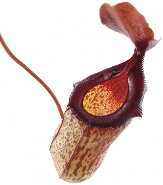 Nepenthes X 'Mimi'