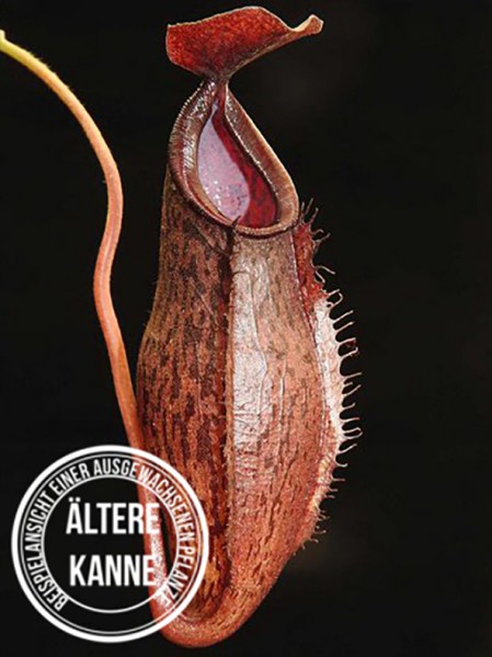 Nepenthes ramispina x aristolochioides BE-3926