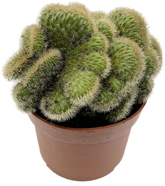 Hildewintera aureispina f. Cristata - Kaktus