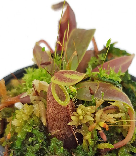 Nepenthes izumiae - seedgrown