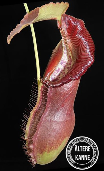Nepenthes spathulata x singalana BE-4004