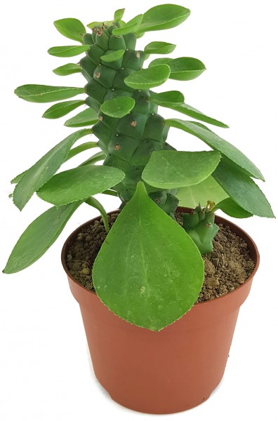 Monadenium ritchiei - Euphorbie