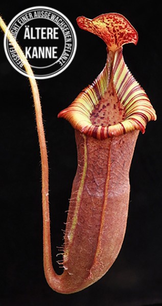 Nepenthes (veitchii x lowii) x (burbidgeae x edwardsiana) BE-3980