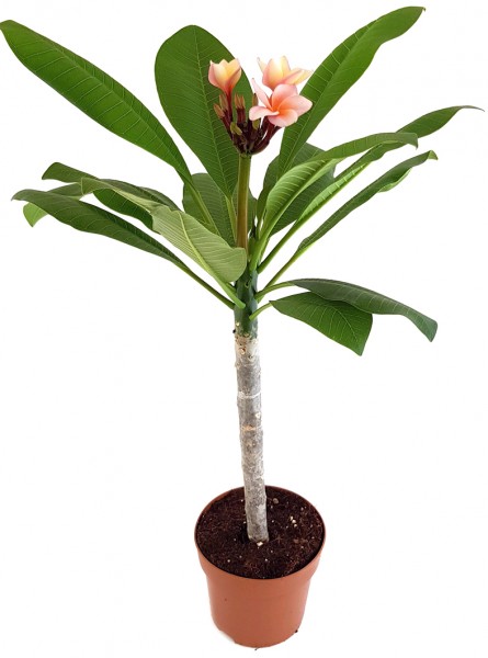 plumeria frangipani tempelbaum kaufen zimmerpflanze fangblatt