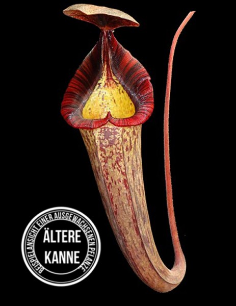 Nepenthes (veitchii x lowii) x spectabilis BE-3400