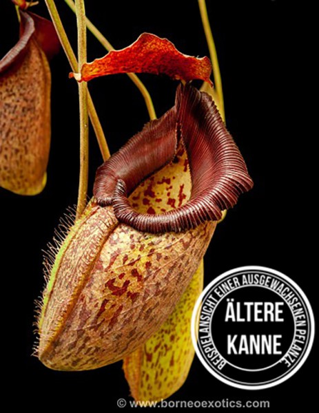 Nepenthes talangensis x robcantleyi BE-3497