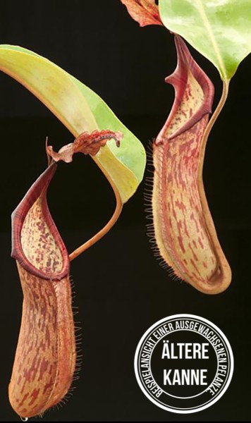Nepenthes fusca BE-3070