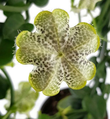 Ceropegia sandersonii Hybride - Leuchterblume