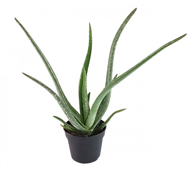 Aloe Vera - Aloepflanze ohne Biosiegel