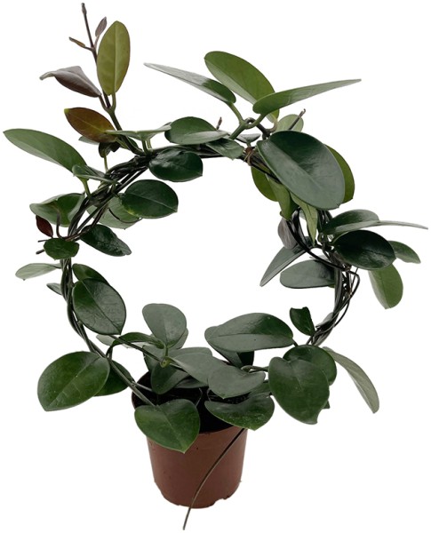 Hoya australis - Porzellanblume am Rundbogen