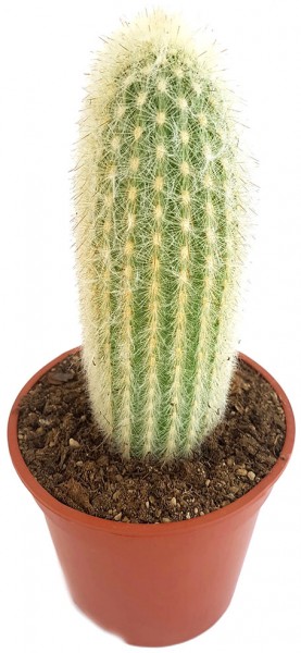 Espostoa lanata - mystischer Kaktus