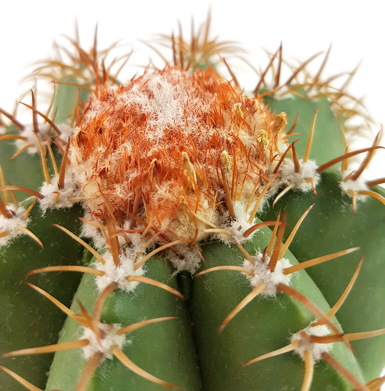 Melocactus matanzanus der Melonenkaktus Kuba Kakteen mit Cephalium Kaktus 