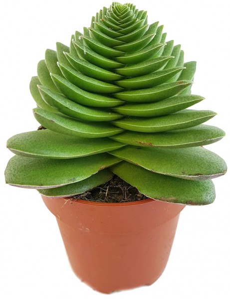 crassula sukkulente zimmerpflanze pflanze zierpflanze kaktus kektee dickblatt fangblatt kaufen bestellen online selten rar außergewöhnlich