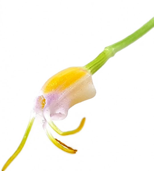 Orchidee Masdevallia paivaeana - Naturform