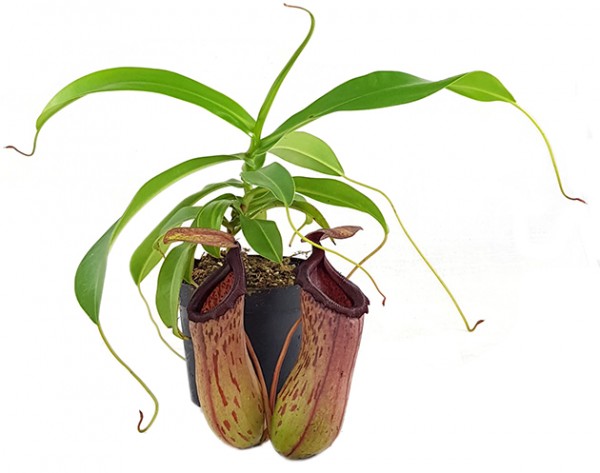 Nepenthes St. Pacificus (x ventricosa x insignis)