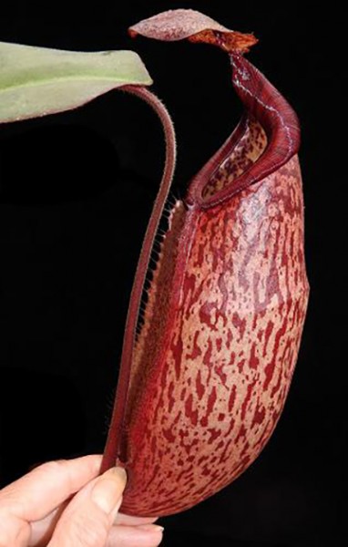 Nepenthes peltata x sp. #1 BE-4024