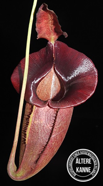 Nepenthes spathulata x jacquelineae BE-3894