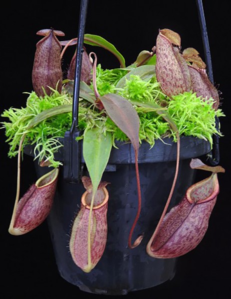 Nepenthes gymnamphora BE-4059