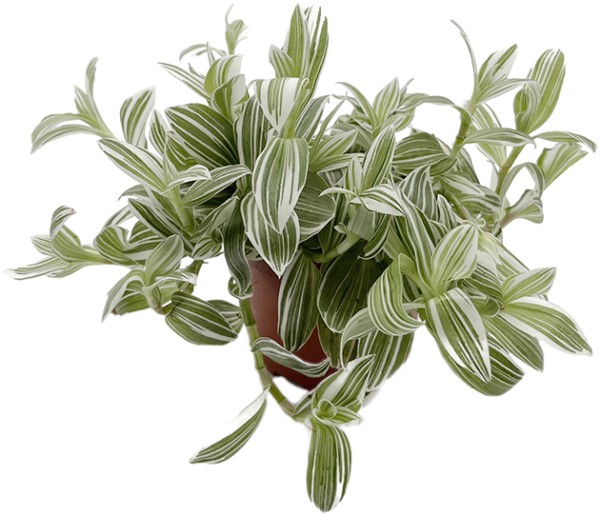 Tradescantia albiflora "Albovittata" - weiße Dreimasterblume