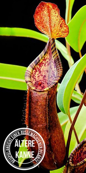 Nepenthes lowii x tentaculata BE-3970