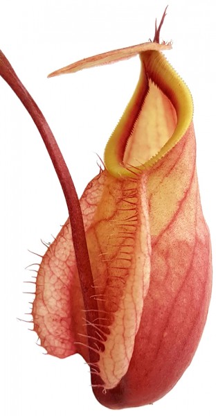 Nepenthes Tiefland - Hybride