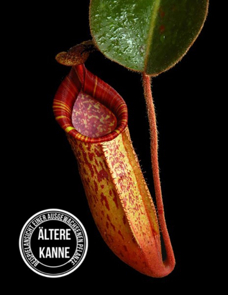 Nepenthes peltata x (veitchii x lowii) BE-4516