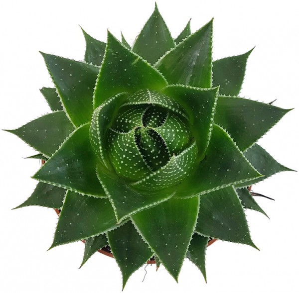 Aloe 'Cosmo' - kugelige Aloe