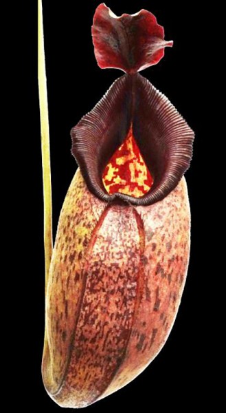 Nepenthes aristolochioides x robcantleyi BE-3695