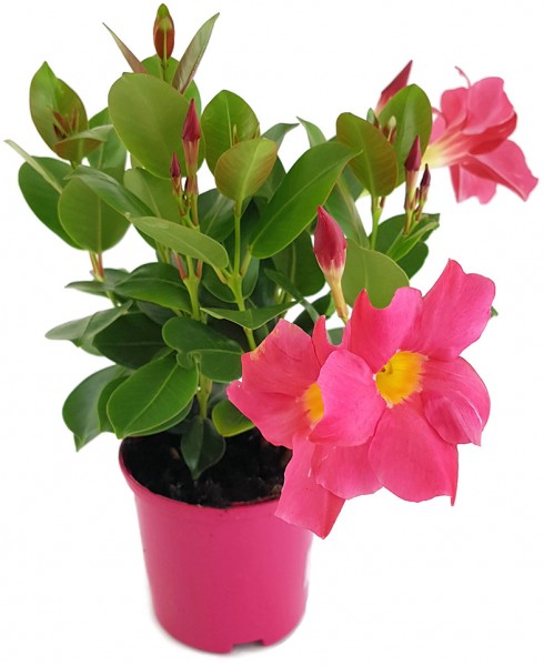 Dipladenia 'Sundaville Pink' - Kletterpflanze
