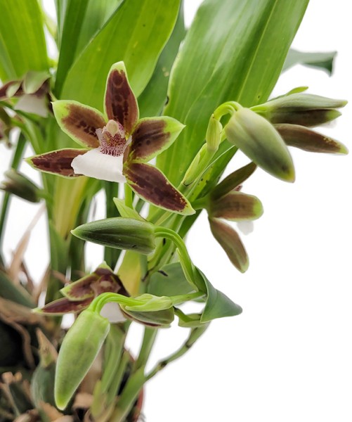 Zygocolax Hybride - Orchidee