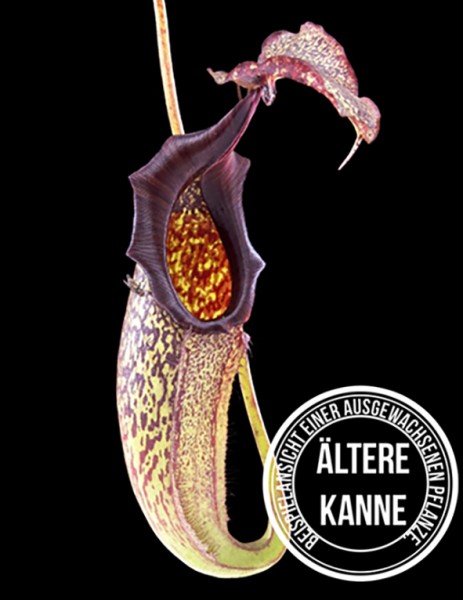 Nepenthes maxima BE-3067