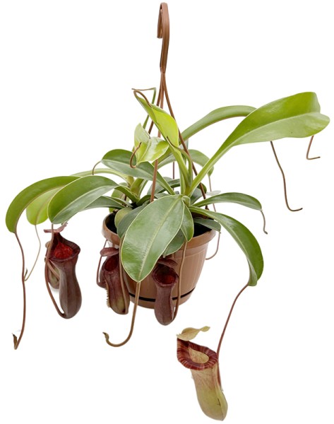 Nepenthes Lowii x Ventricosa