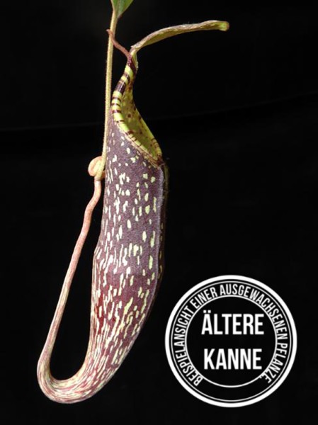Nepenthes spectabilis BE-3177