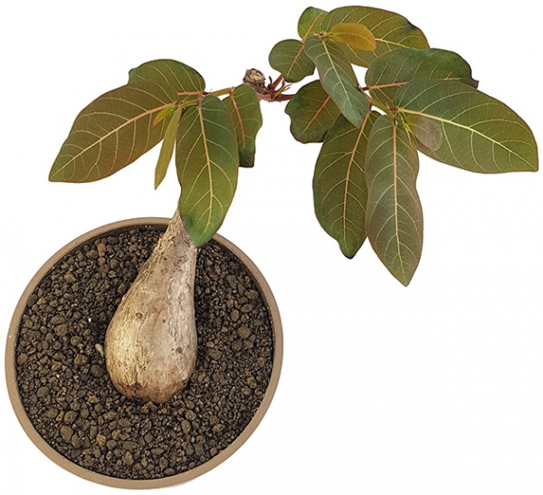 Phyllanthus mirabilis - seltene Caudexpflanze