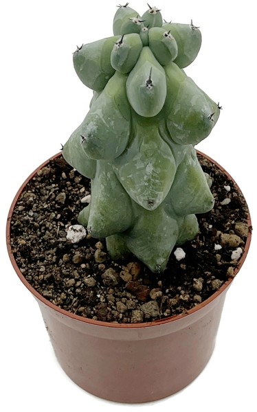 Myrtillocactus geometrizans 'Fukurokuryuzinboku' - Boobie Cactus