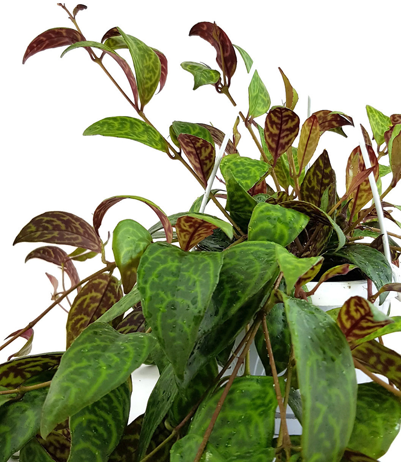 Fangblatt Aeschynanthus Marmoratus wunderschöne Zimmerpflanze farbenfrohe Schamblume hängende gefleckte Sinnblume 