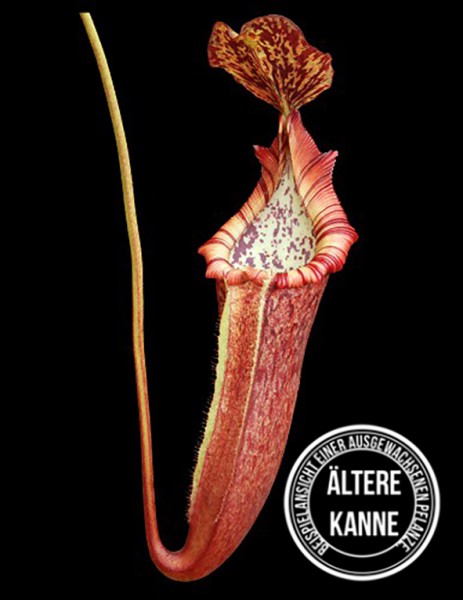 Nepenthes (lowii x macrophylla) x burbidgeae BE-4054