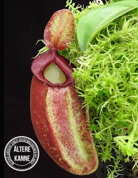 Nepenthes spathulata x ampullaria BE-4073