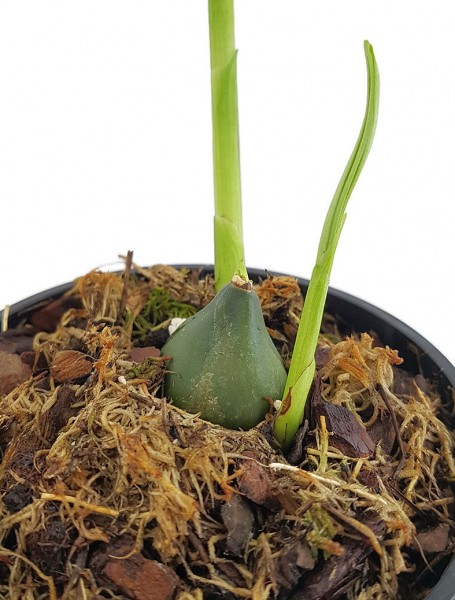 Pleione formosana 'Verdi' - intensiv tiefrosa Tibetorchidee