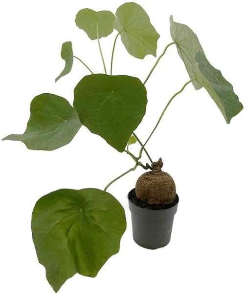 Stephania suberosa - seltene Caudexpflanze