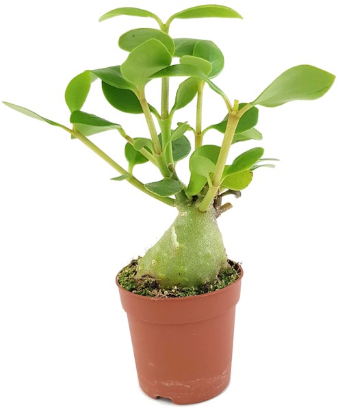 Hydnophytum papuanum - Ameisenpflanze