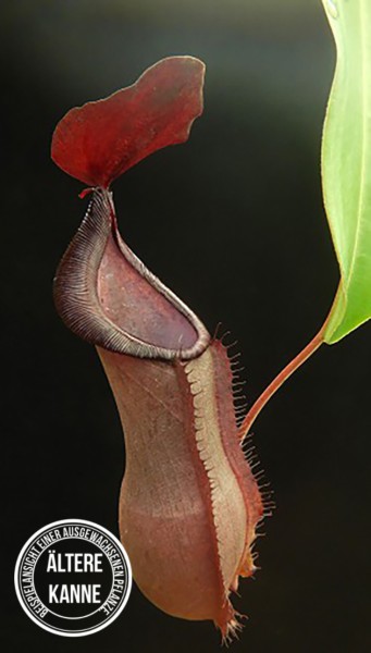 Nepenthes spathulata x tobaica BE-3794