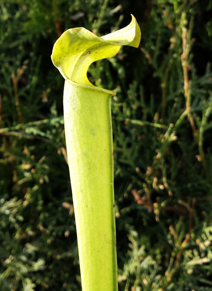 Sarracenia Rubra ssp. Gulfensis 'Anthocyanfree Form'