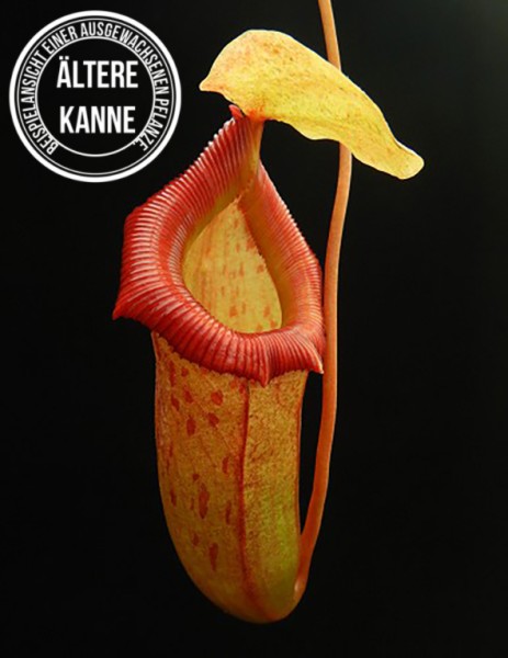 Nepenthes burkei x flava BE-4046