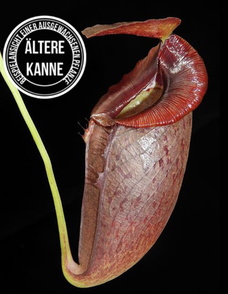 Nepenthes spathulata x tenuis BE-3981