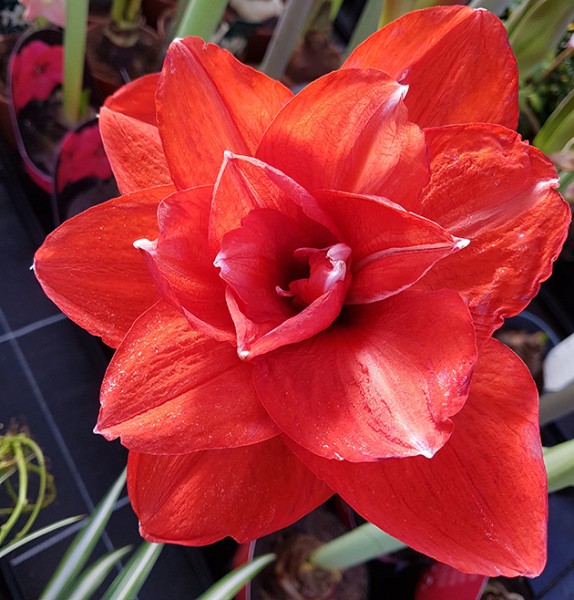 Hippeastrum Red Peacock - Ritterstern mit intensiv roter Blüte