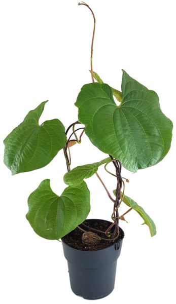 Dioscorea bulbifera - Luftkartoffel