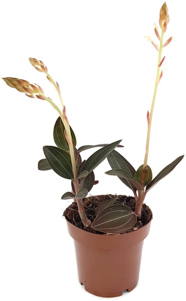 Ludisia discolor - Blattschmuck Orchidee