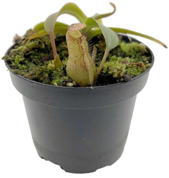 Nepenthes spectabilis x klossii BE-4533