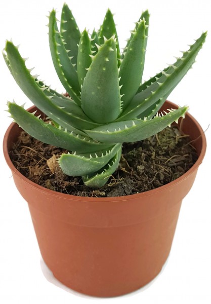 Aloe perfoliata - Schuttaloe seltene Sukkulente kaktee kaktus dickblatt